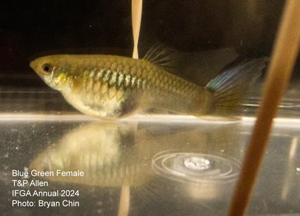 female guppy blue green